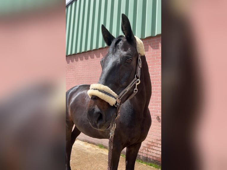 Westfaliano Castrone 16 Anni 169 cm Baio scuro in Pirmasens