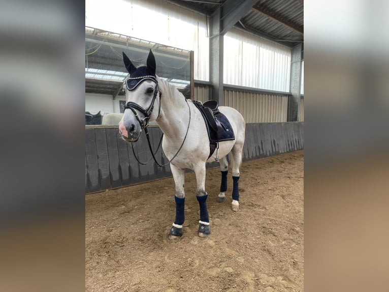 Westfaliano Castrone 16 Anni 170 cm Grigio in Uedem