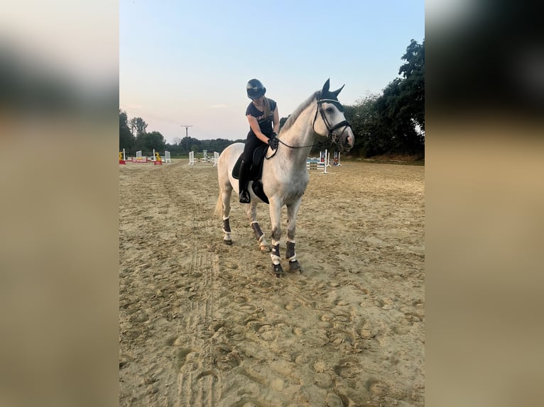 Westfaliano Castrone 16 Anni 170 cm Grigio in Uedem