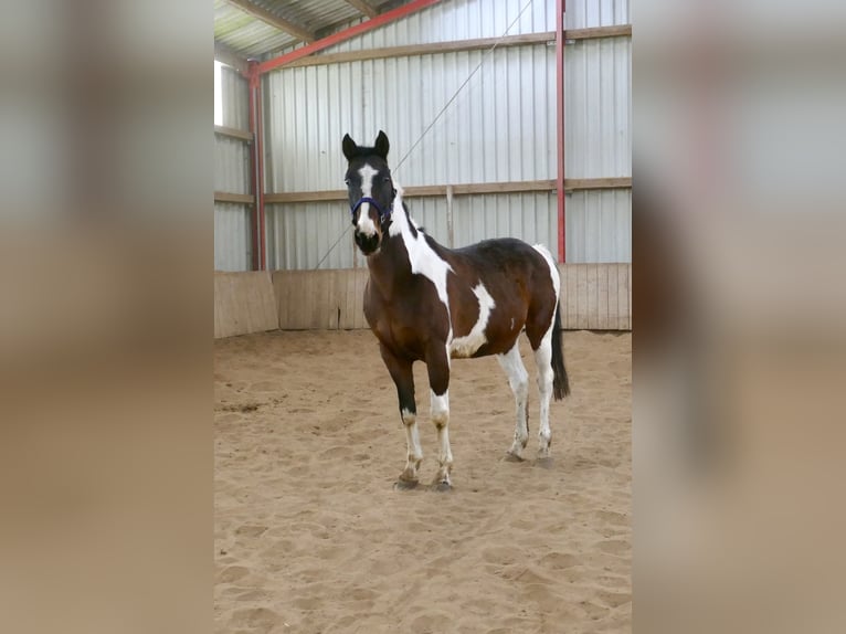 Westfaliano Castrone 16 Anni 170 cm Pezzato in Borgentreich