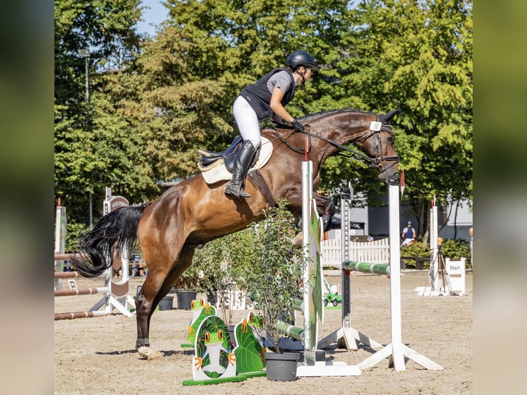 Westfaliano Castrone 16 Anni 171 cm Baio scuro in Elsdorf