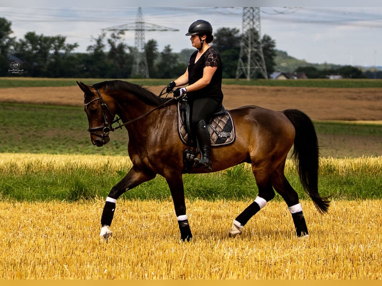 Westfaliano Castrone 16 Anni 171 cm Baio scuro in Elsdorf