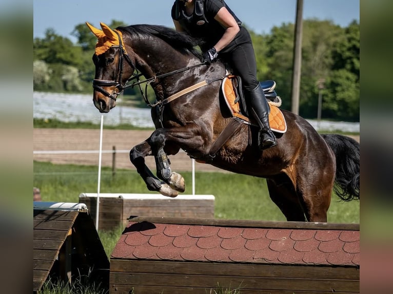 Westfaliano Castrone 16 Anni 171 cm Baio scuro in Elsdorf