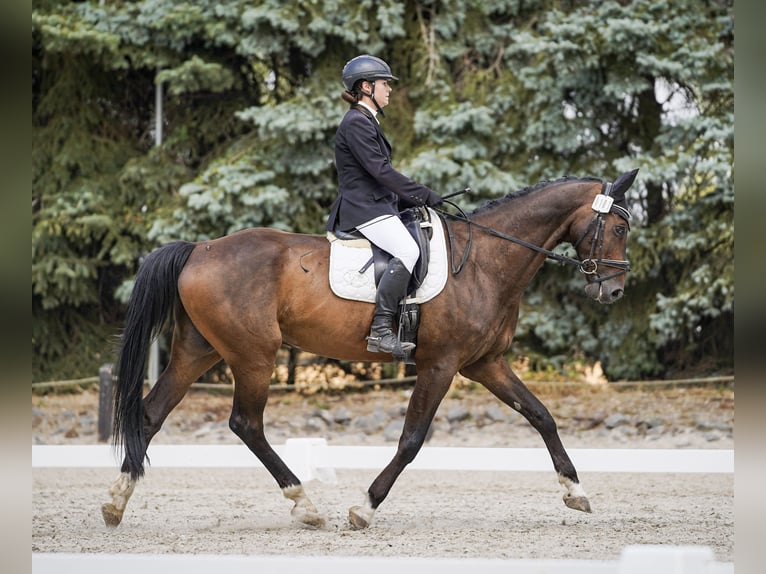 Westfaliano Castrone 16 Anni 171 cm Baio scuro in Elsdorf