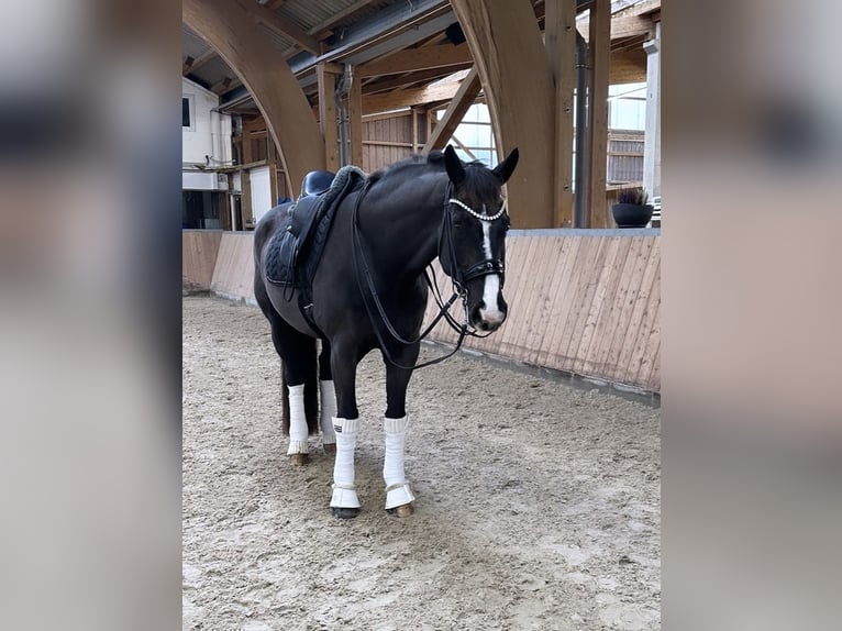 Westfaliano Castrone 16 Anni 171 cm Morello in Guxhagen