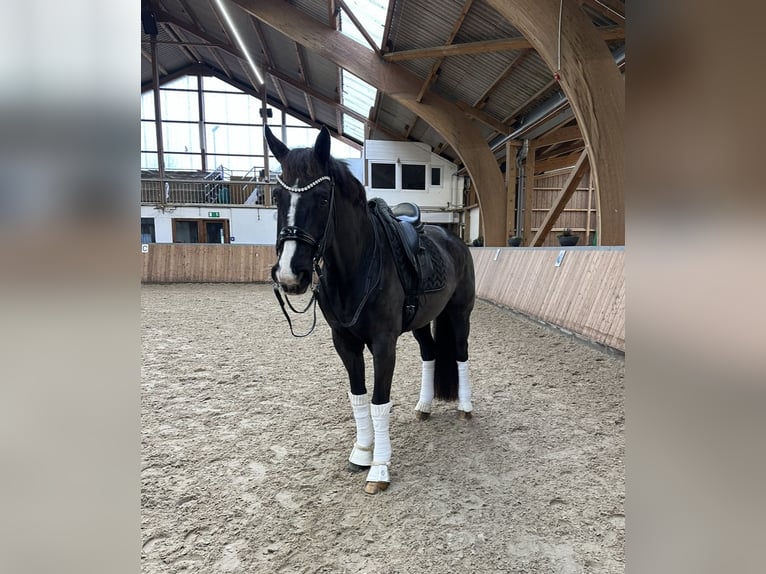 Westfaliano Castrone 16 Anni 171 cm Morello in Guxhagen