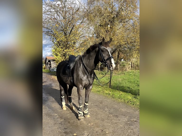 Westfaliano Castrone 16 Anni 171 cm Morello in Guxhagen