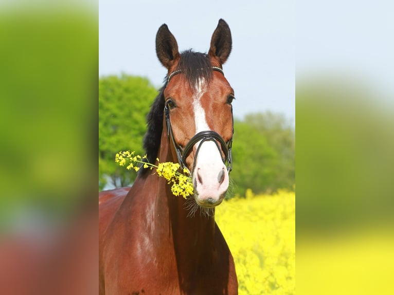 Westfaliano Castrone 16 Anni 174 cm Baio in Datteln