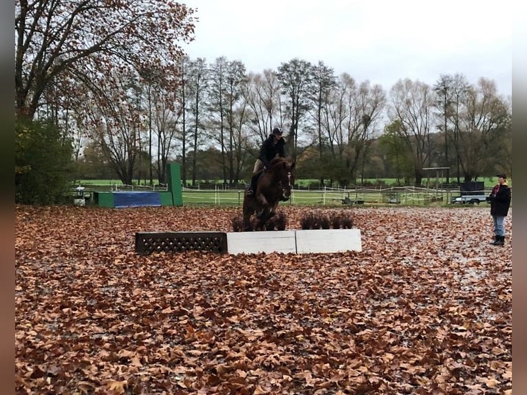 Westfaliano Castrone 16 Anni 174 cm Sauro in Bonn