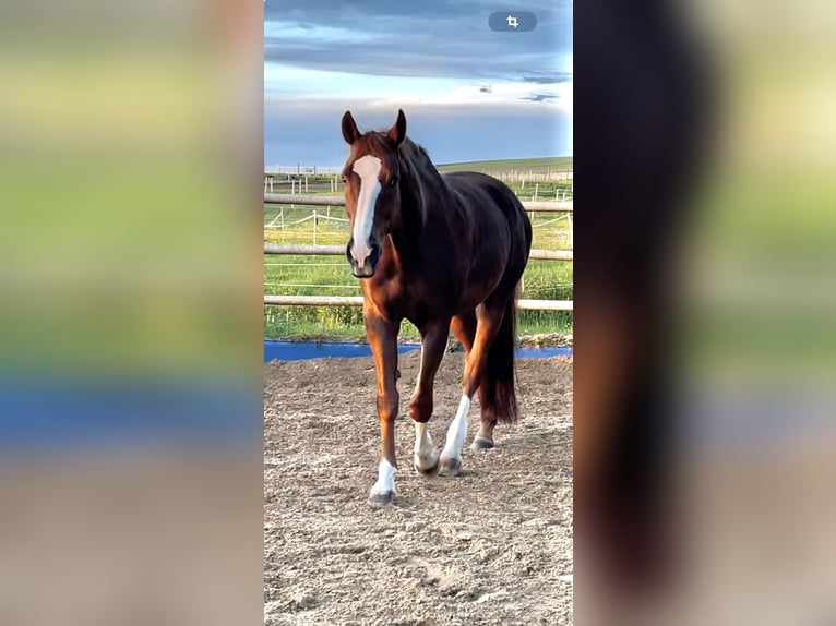 Westfaliano Castrone 16 Anni 183 cm Sauro in Freystadt