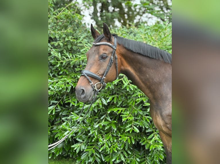 Westfaliano Castrone 16 Anni Baio scuro in Holzminden