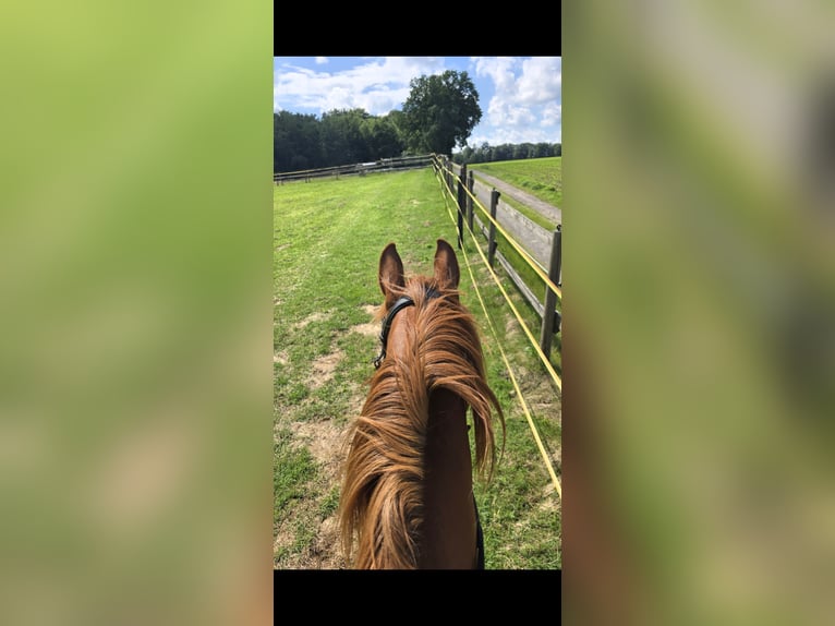 Westfaliano Castrone 17 Anni 152 cm Sauro in Lingen