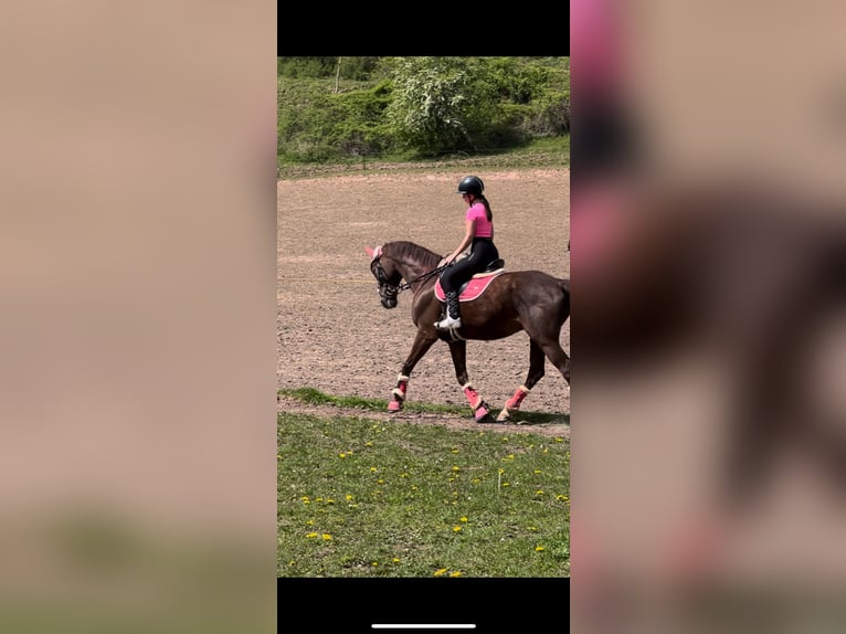 Westfaliano Mix Castrone 17 Anni 160 cm Sauro scuro in Heilbad Heiligenstadt