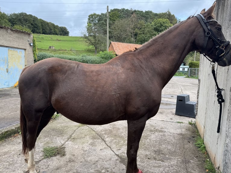 Westfaliano Mix Castrone 17 Anni 160 cm Sauro scuro in Heilbad Heiligenstadt