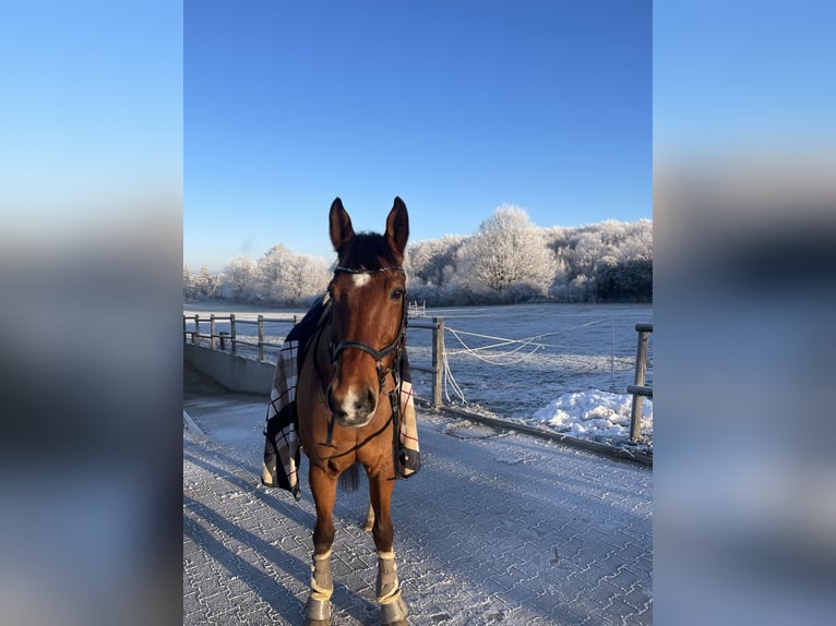 Westfaliano Castrone 17 Anni 168 cm Baio in Herdecke