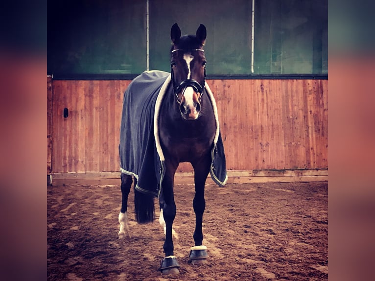 Westfaliano Castrone 17 Anni 168 cm Baio in Borken