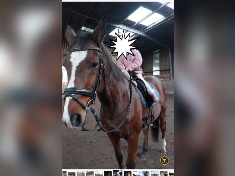 Westfaliano Castrone 17 Anni 168 cm Baio in Westerkappeln