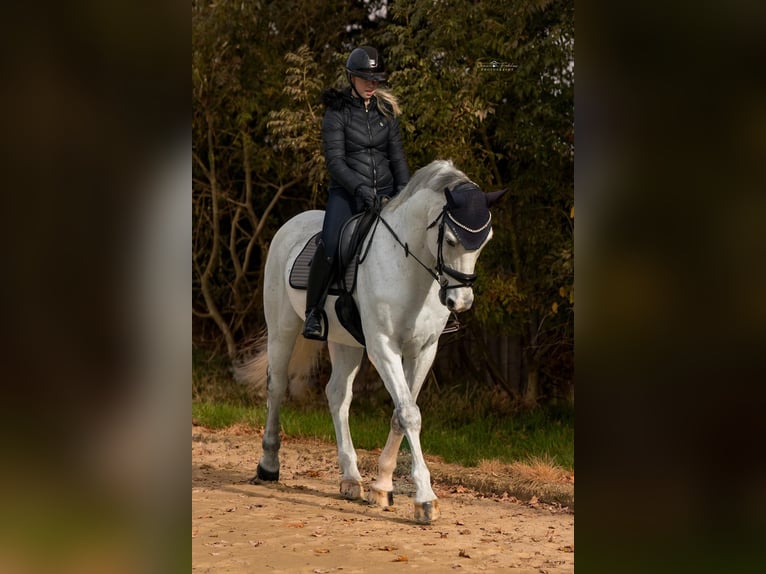 Westfaliano Castrone 17 Anni 170 cm Grigio in Uedem