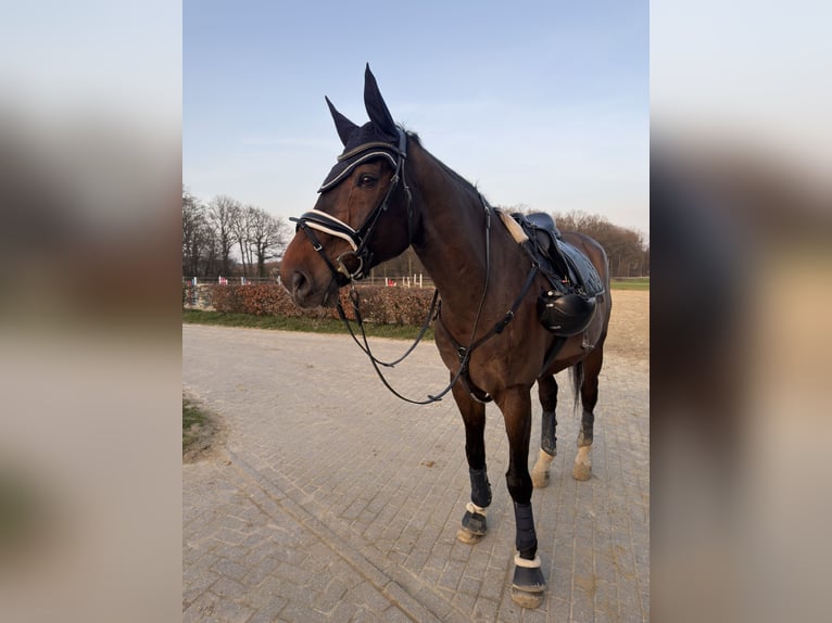 Westfaliano Castrone 17 Anni 177 cm Baio scuro in Wuppertal