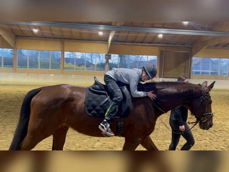 Westfaliano Castrone 17 Anni 178 cm Baio in Tecklenburg