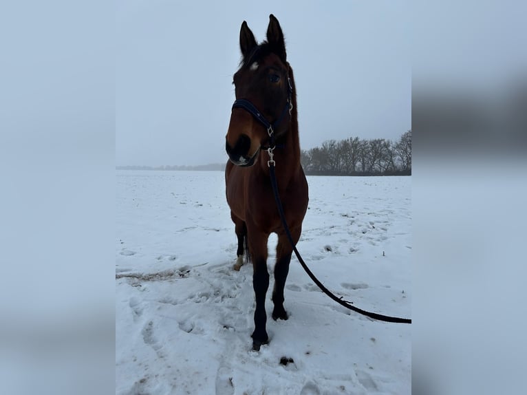 Westfaliano Mix Castrone 17 Anni 180 cm Baio in Könnern