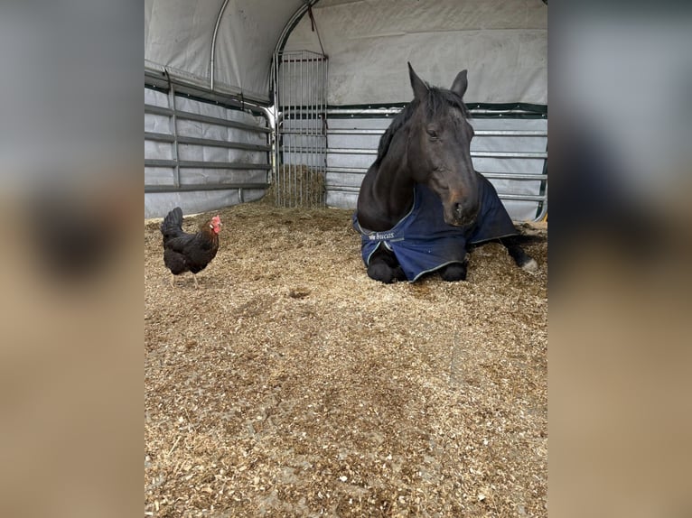Westfaliano Castrone 17 Anni 183 cm Baio scuro in Butjadingen