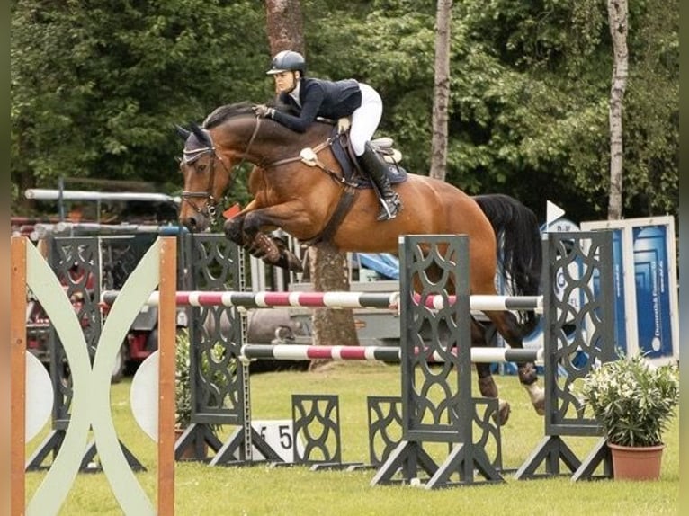 Westfaliano Castrone 18 Anni 176 cm Baio in Kasseedorf