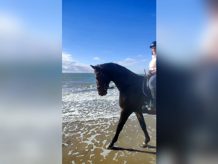 Westfaliano Castrone 19 Anni 170 cm Baio scuro in Marienrachdorf