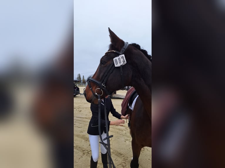 Westfaliano Castrone 19 Anni 170 cm Baio scuro in Marienrachdorf