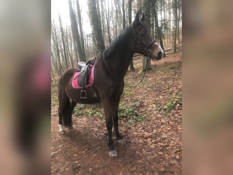 Westfaliano Castrone 19 Anni 175 cm Baio scuro in Bellingen