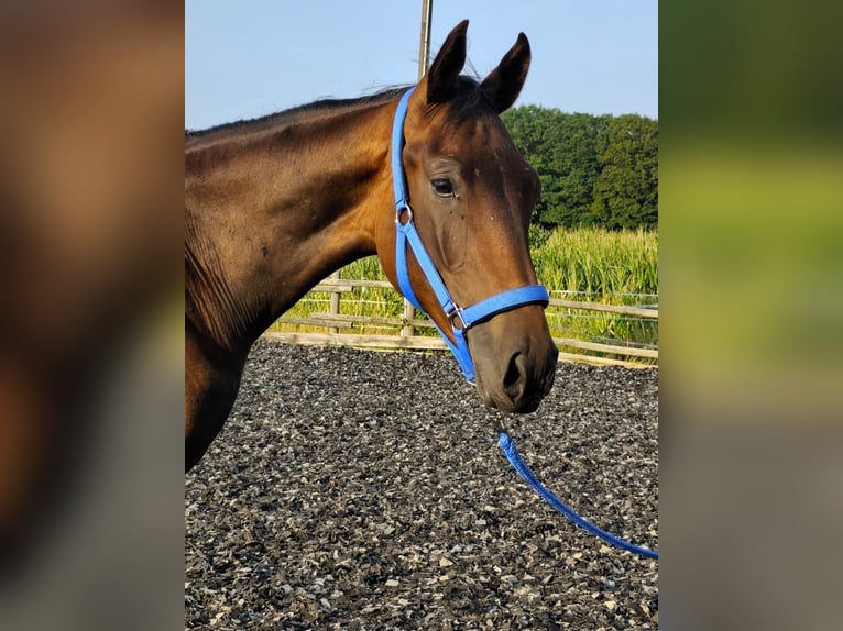 Westfaliano Castrone 1 Anno 168 cm Baio in Horstmar