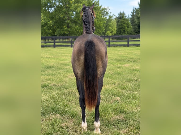 Westfaliano Castrone 1 Anno 168 cm Grigio in Leesburg
