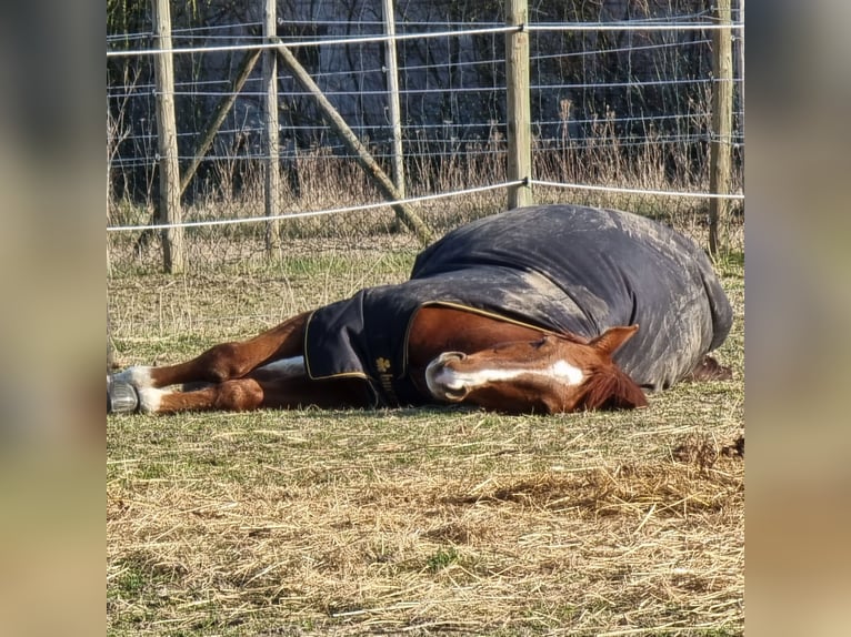 Westfaliano Castrone 20 Anni 168 cm Sauro in Jugenheim