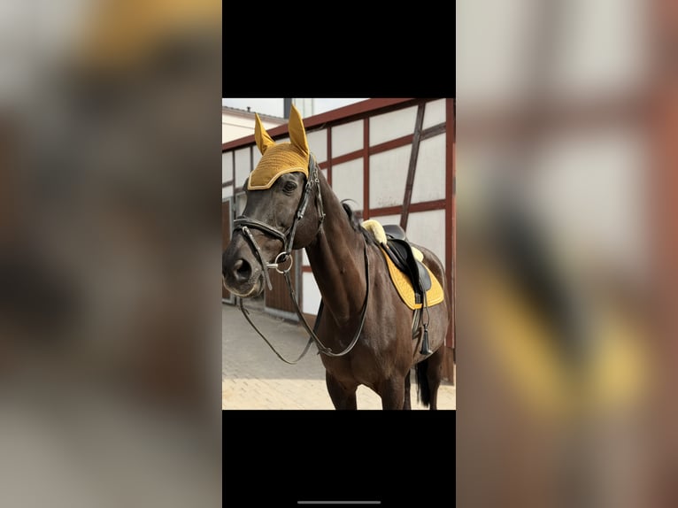 Westfaliano Castrone 21 Anni 169 cm Baio nero in Sonnefeld