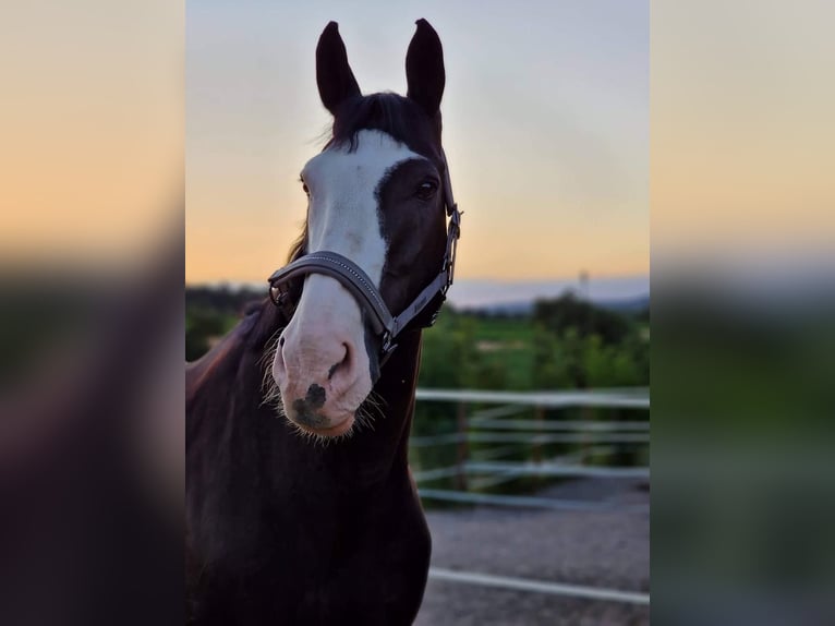Westfaliano Castrone 23 Anni 171 cm Morello in Sachsenheim