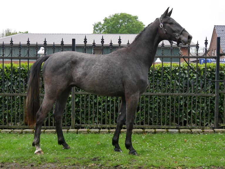 Westfaliano Castrone 2 Anni 155 cm in Dorsten
