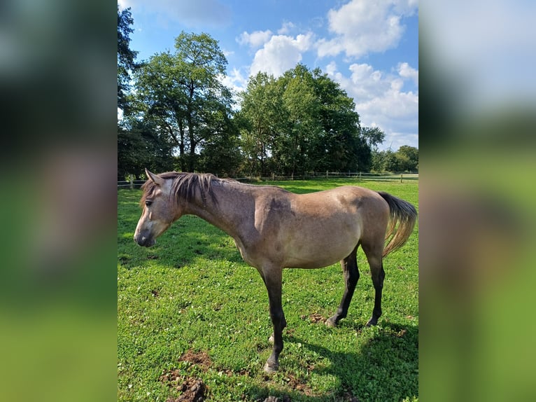 Westfaliano Castrone 2 Anni 156 cm Falbo baio in Heek