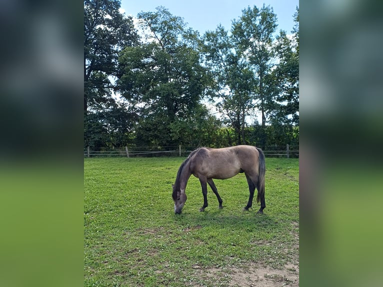 Westfaliano Castrone 2 Anni 156 cm Falbo baio in Heek