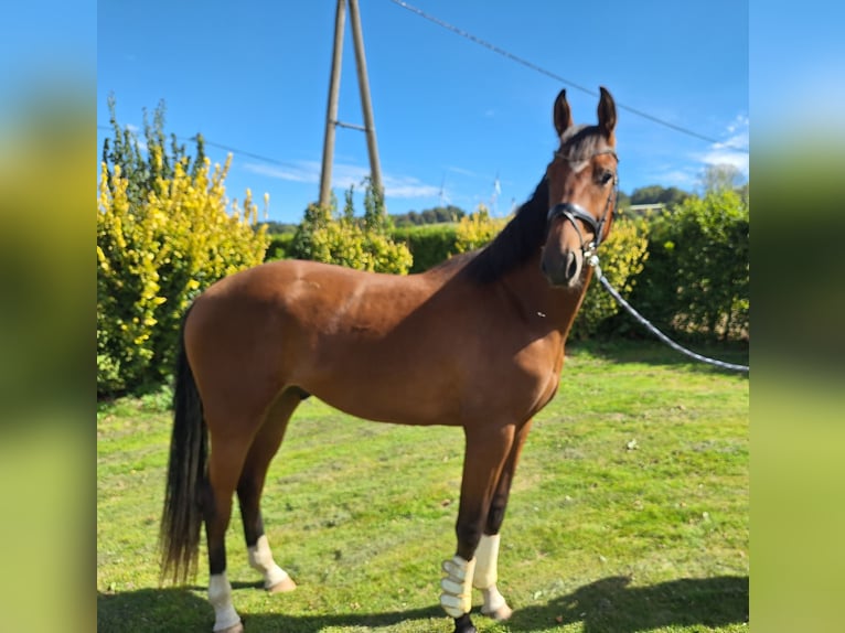 Westfaliano Castrone 2 Anni 163 cm Baio in Brilon