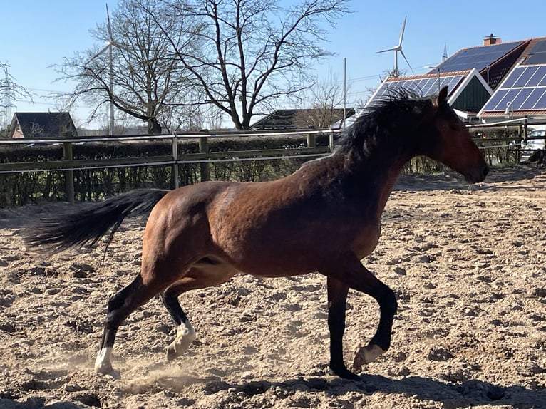 Westfaliano Castrone 2 Anni 163 cm Baio in Heiden