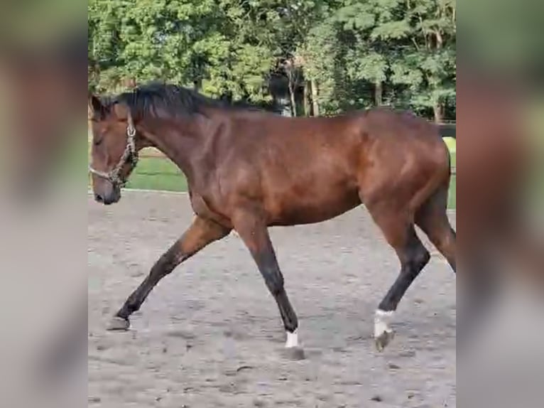 Westfaliano Castrone 2 Anni 167 cm Baio scuro in Senden