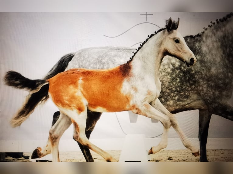 Westfaliano Castrone 2 Anni 167 cm Grigio in Frankenberg (Eder)