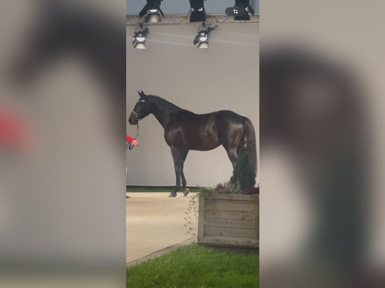 Westfaliano Castrone 2 Anni 168 cm Baio nero in Münster