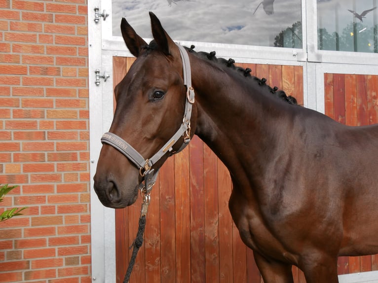 Westfaliano Castrone 2 Anni 168 cm in Dorsten