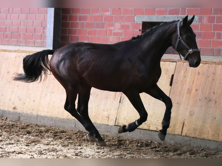 Westfaliano Castrone 2 Anni 168 cm in Dorsten