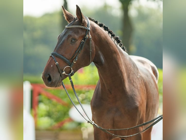 Westfaliano Castrone 2 Anni 169 cm Baio in Münster