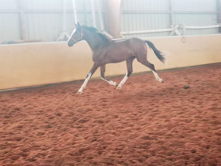Westfaliano Castrone 2 Anni 170 cm Baio in Frankenberg (Eder)