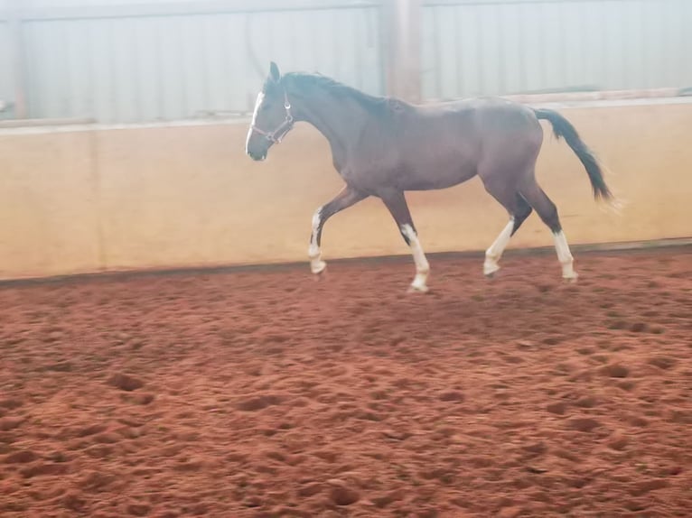 Westfaliano Castrone 2 Anni 170 cm Baio in Frankenberg (Eder)