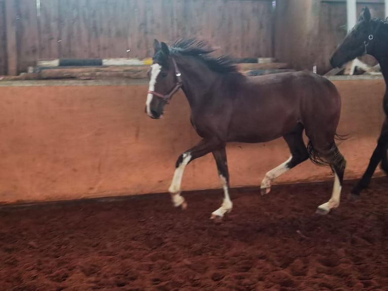 Westfaliano Castrone 2 Anni 170 cm Baio in Frankenberg (Eder)