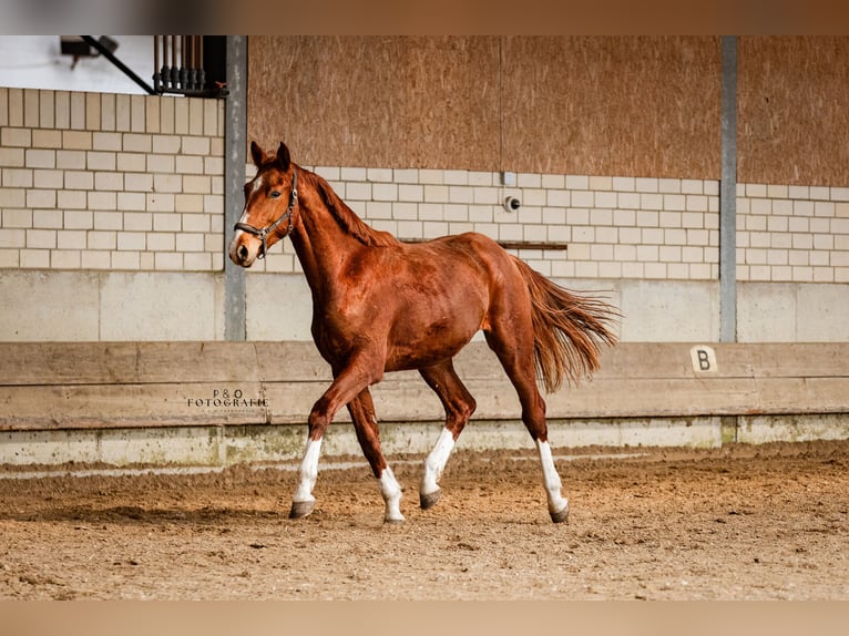 Westfaliano Castrone 2 Anni 170 cm Sauro in Marl